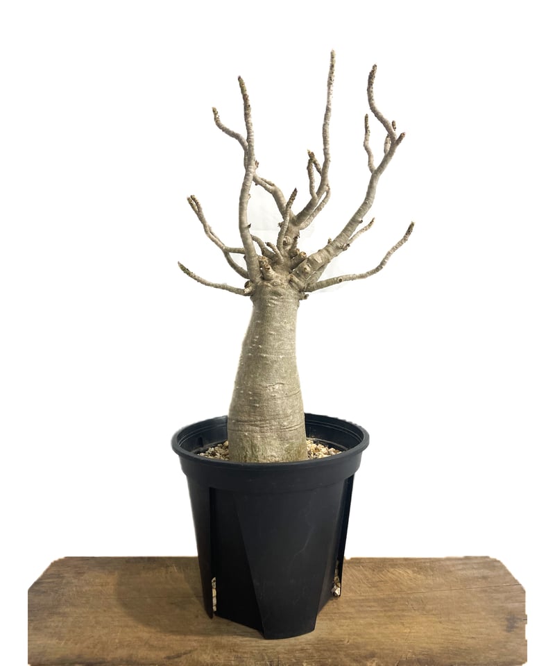 ［01］アデニュウムソコトラナム原種実生(ホンソコ) 01］アデニュウムソコトラナム原種実生(ホンソコ) アデニウム