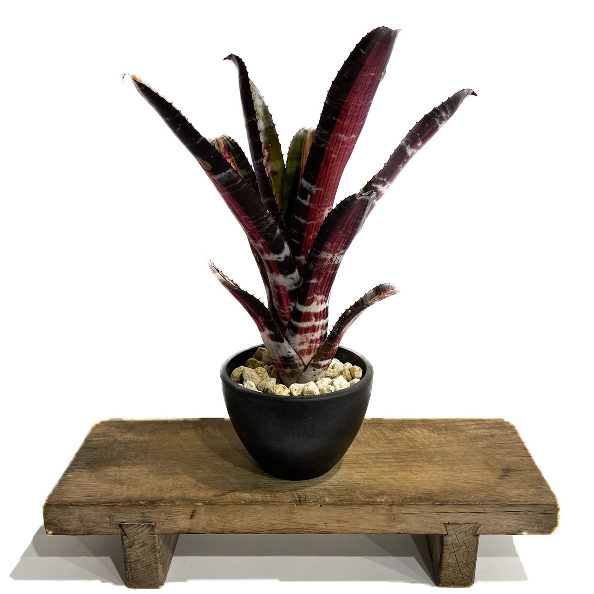 Aechmea RobertoMenescal エクメア ロベルトメネスカル fit=scale-down,w=1200