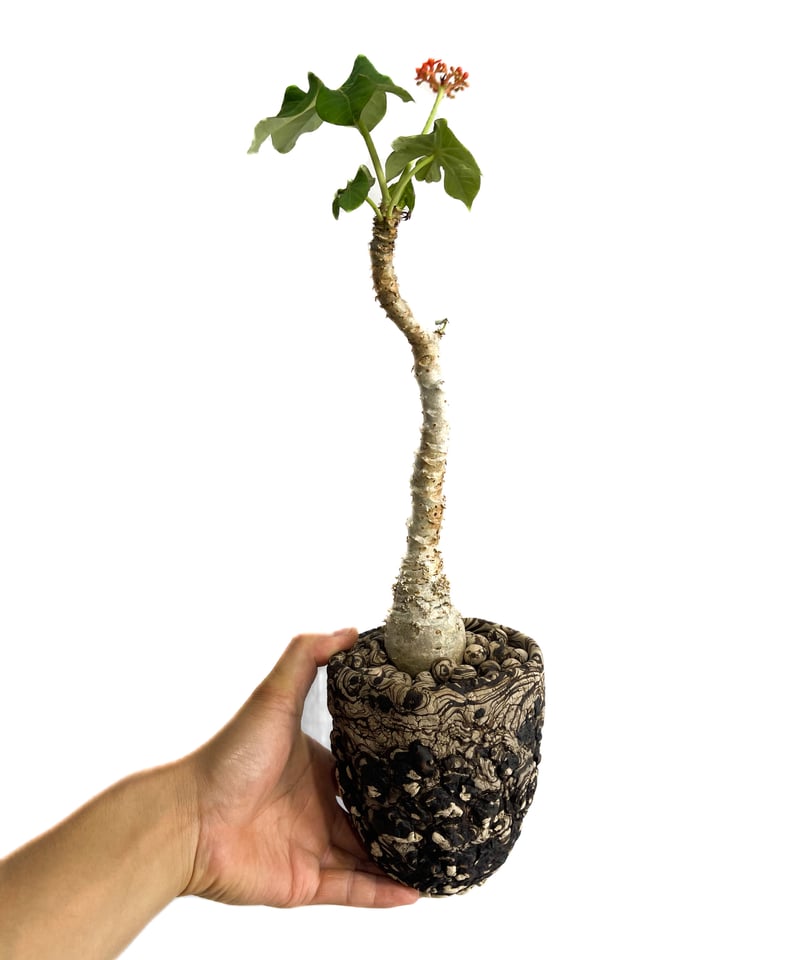 ヤトロファ sp. グアテマラ “jatropha sp. Guatemala” ヤトロファ sp. グアテマラ＋pmp 「 jatropha sp. Guatemala」5