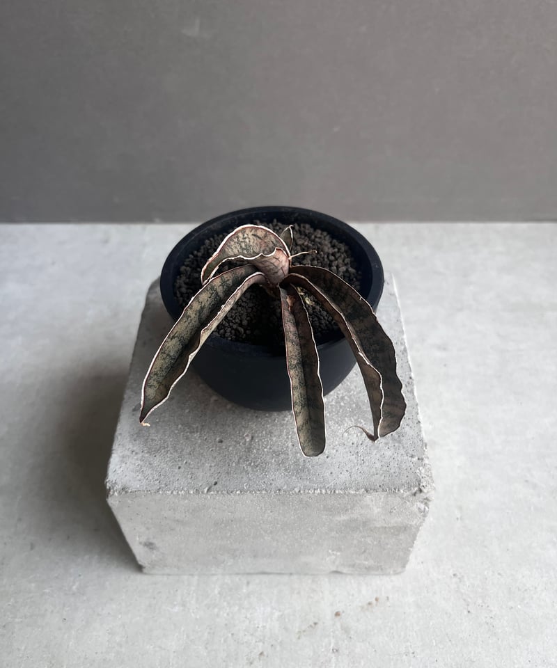 サンセベリア ピンクパンサー 「Sansevieria Pink Punter」35F | S