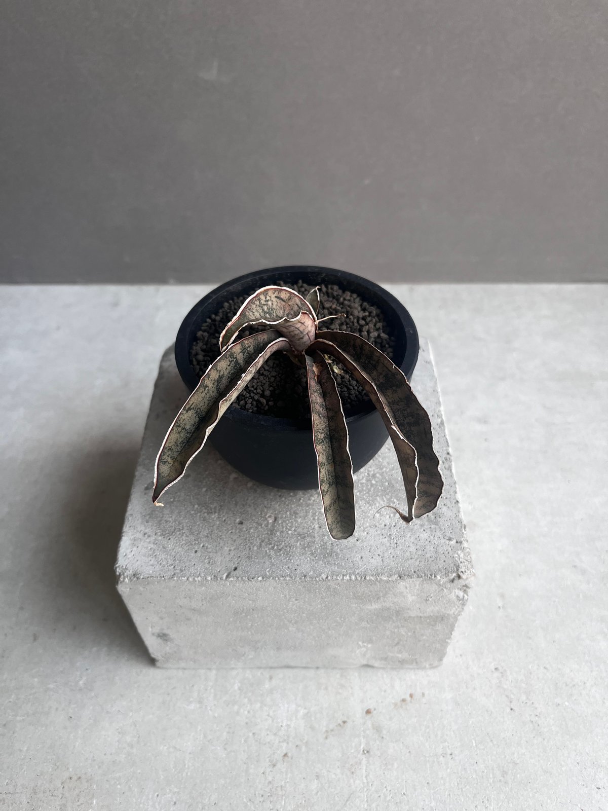 サンセベリア ピンクパンサー 「Sansevieria Pink Punter」35F | S