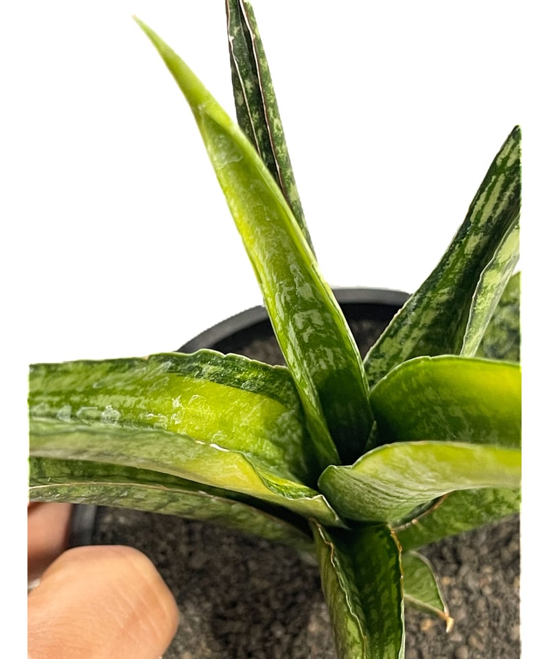 サンセベリア クロコダイル ロック「Sansevieria Crocodile Rock」4/