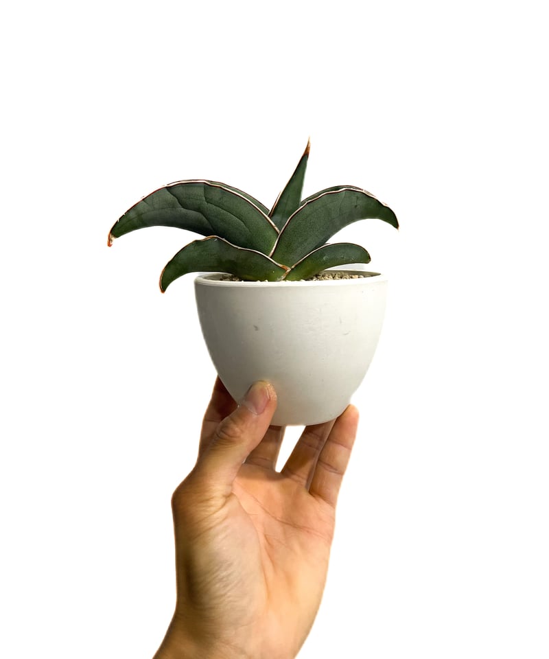 サンセベリア エーレンベルギー バナナ 「Sansevieria サンセベリア エーレンベルギー バナナ 「Sansevieria