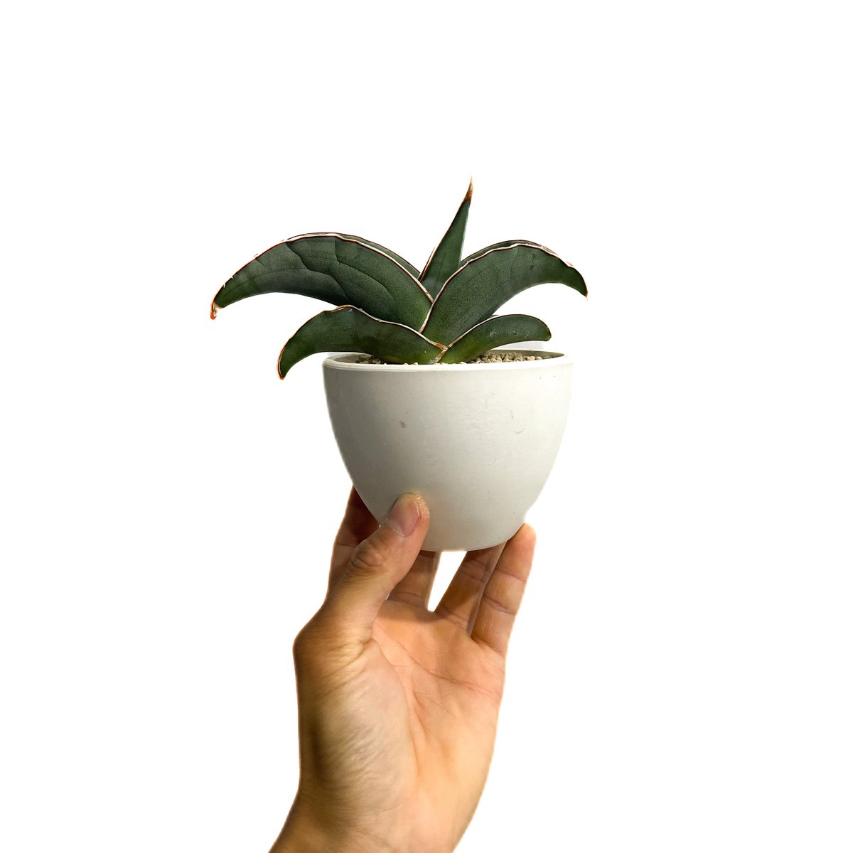 サンセベリア エーレンベルギー バナナ 「Sansevieria ehrenbergii Ba