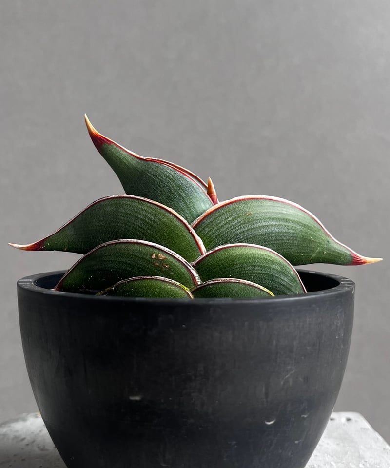 サンセベリア ロリダ 「Sansevieria rorida」45B | SHOUCHIKUEN