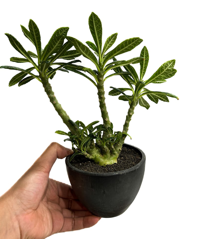 ドルステニア ギガス「Dorstenia gigas」5/12-487 | SHOUCHIKUEN