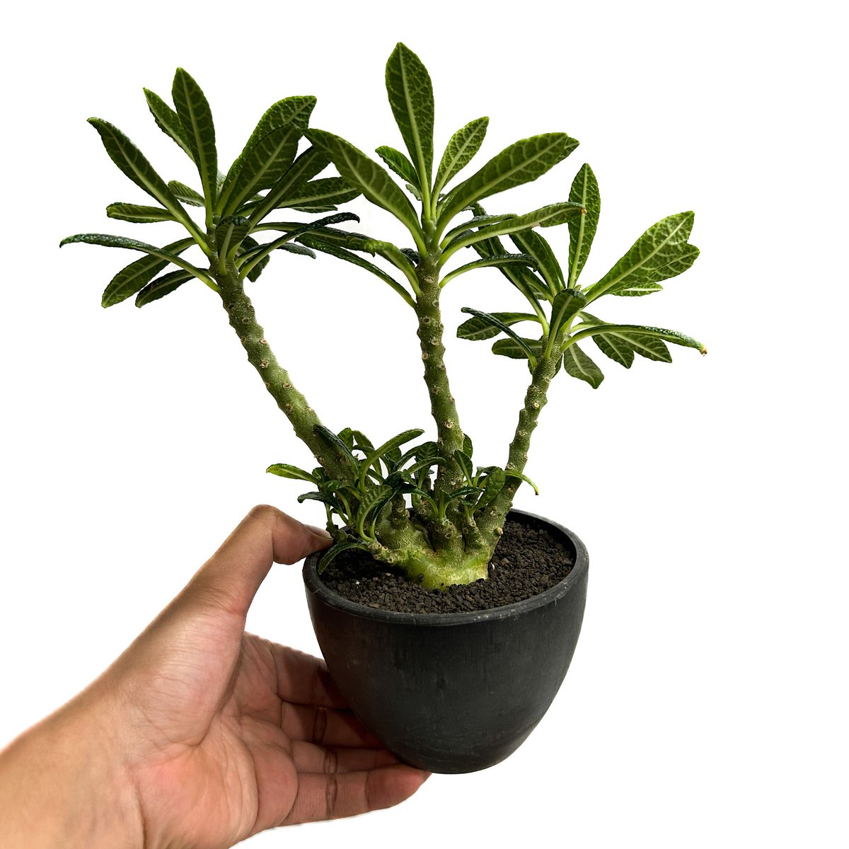 ドルステニア ギガス 5年目② ドルステニア ギガス 5年目② ニテラ