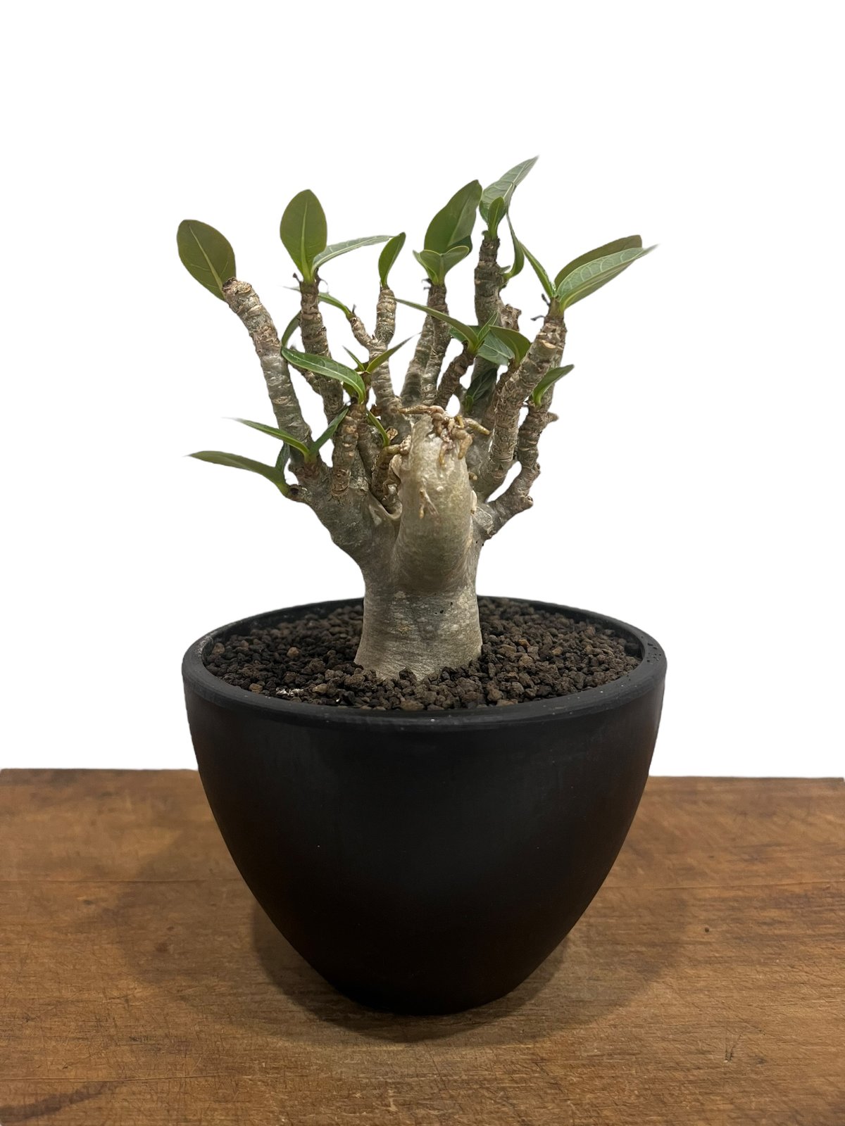 アデニウム オベスム “選抜個体” 「Adenium obesum “Select!」76U