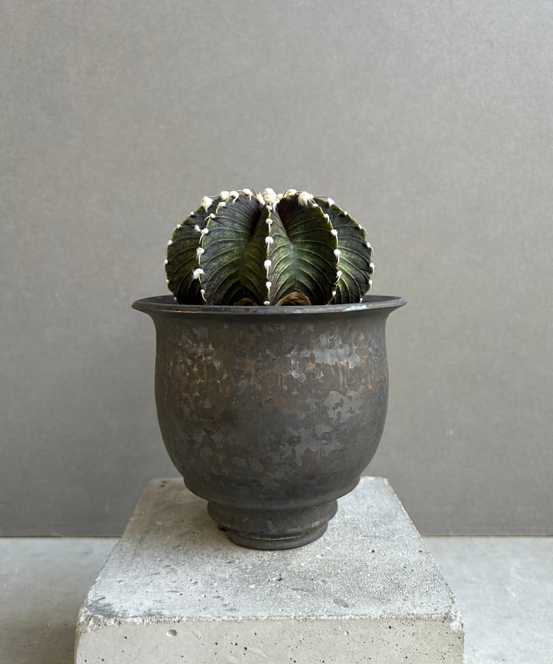 ギムノカリキウム フリードリッヒィ VOS1241 KG “選抜個体”(実生