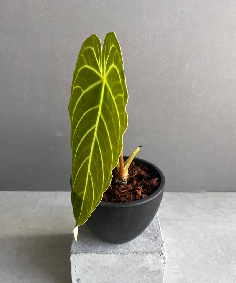 アンスリウム レガレ(コロンビア/ペルー) 「Anthurium regale (Colomb