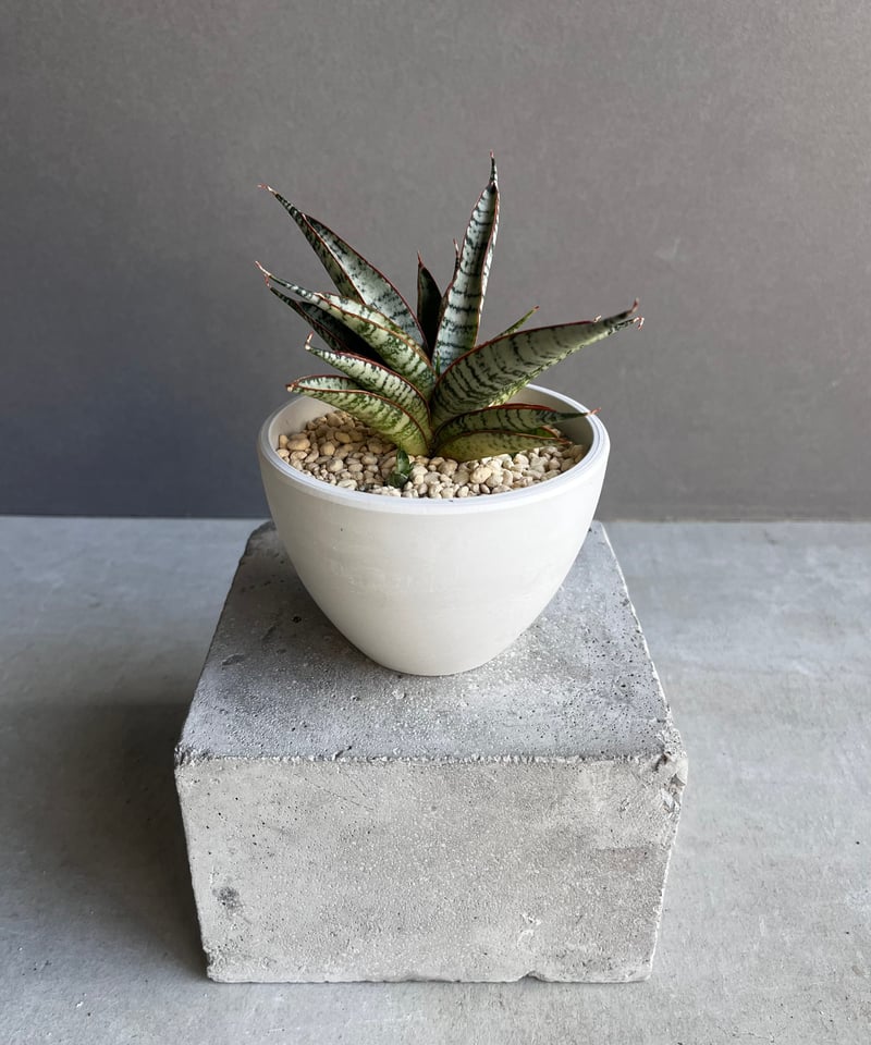 EMP サンセベリア サンシャイン エンジェル / 完成品 SA365 EMP サンセベリア サンシャインエンジェル / 完成品 SA365