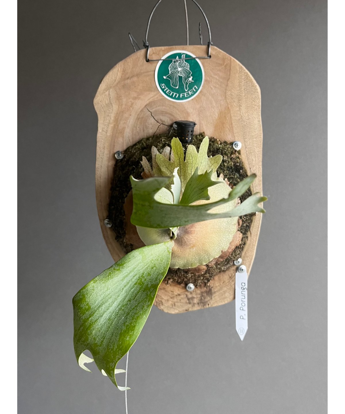 ビカクシダ　gn.Argopuro 親株 ⊿ GS #comospo #comolebispore @comolebi_plants.official