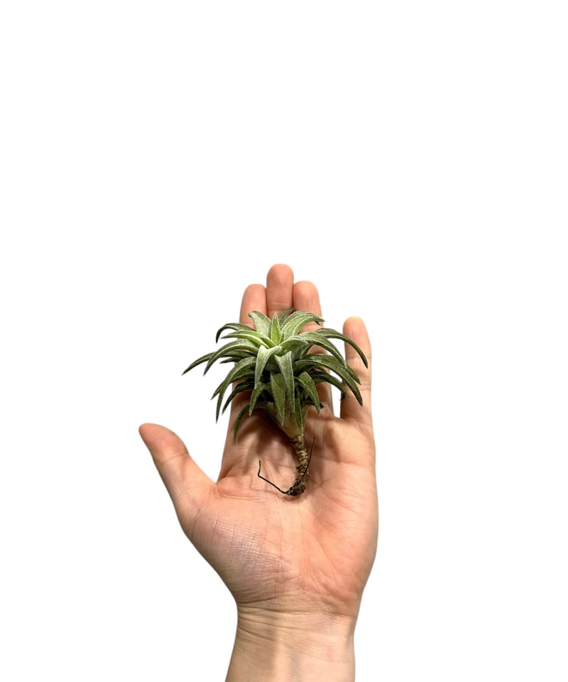 ティランジア バンハイニンギー 'ジャンボ'「 Tillandsia vanhyningii'