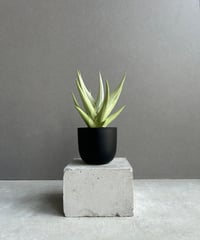 サンセベリア シンドロ「Sansevieria Sindro」36E-1 | SHOUCHIKUEN