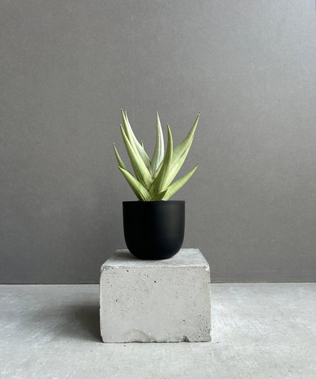 超美形株　美株　サンスベリア　ロリダ　鉢、皿付　●発根、成長確認　宅配便　少斑入 超美形株 美株 サンスベリア ロリダ 鉢、皿付 ○発根、成長確認 宅配