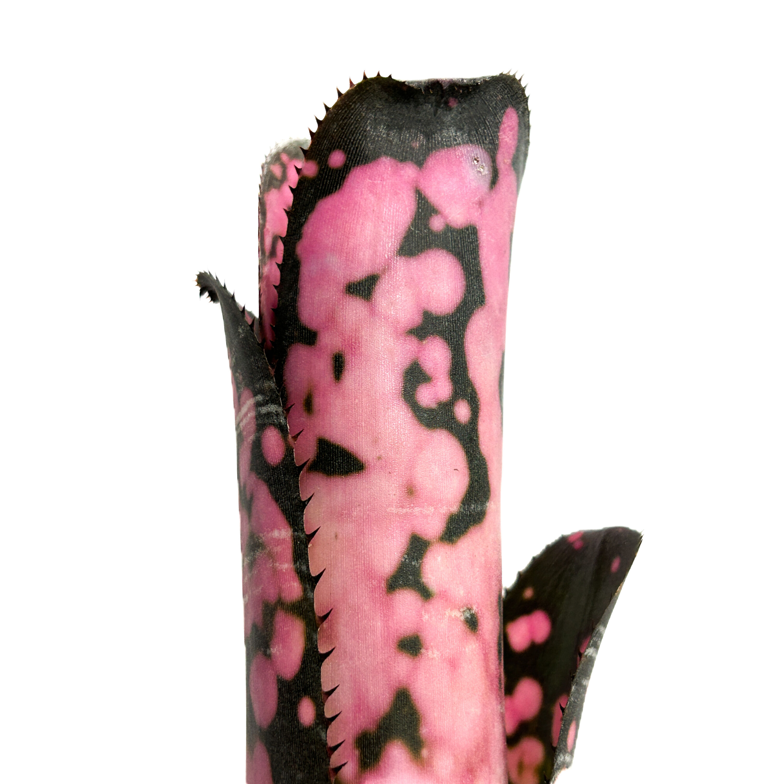 ビルベルギア インセンディアリー デライト「Billbergia Incendiary Del