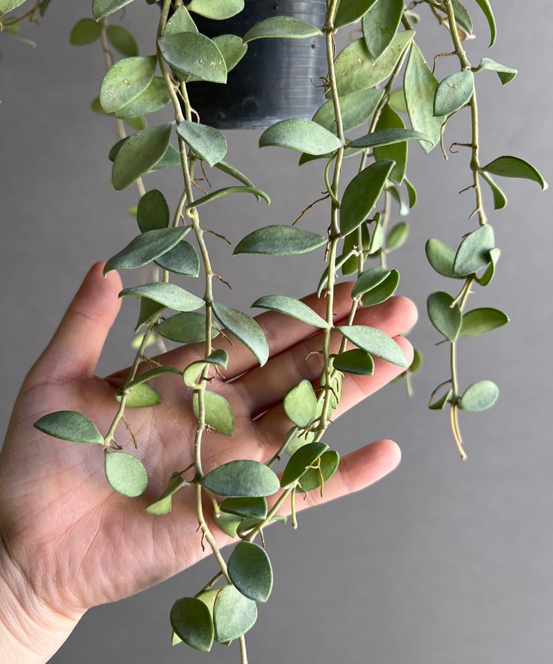 ホヤ ヌンムラリオイデス シルバー 「Hoya nummularioides Silver」7