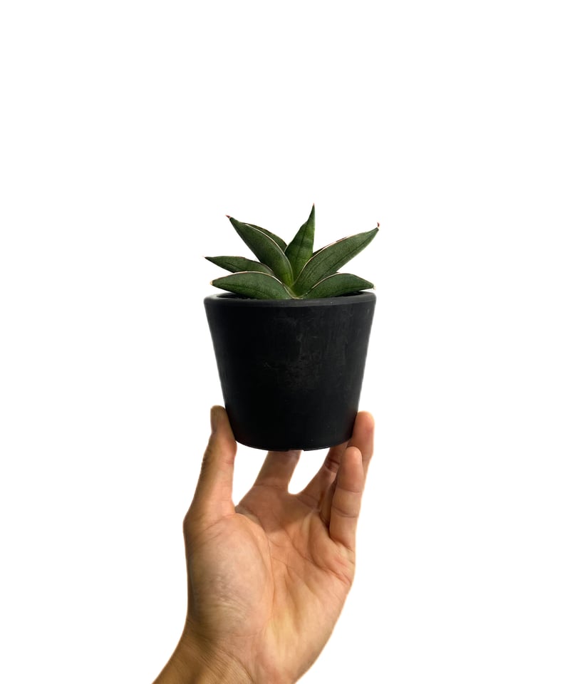 サンセベリア V ハイブリッド「Sansevieria V hybrid」26E-1 | SH