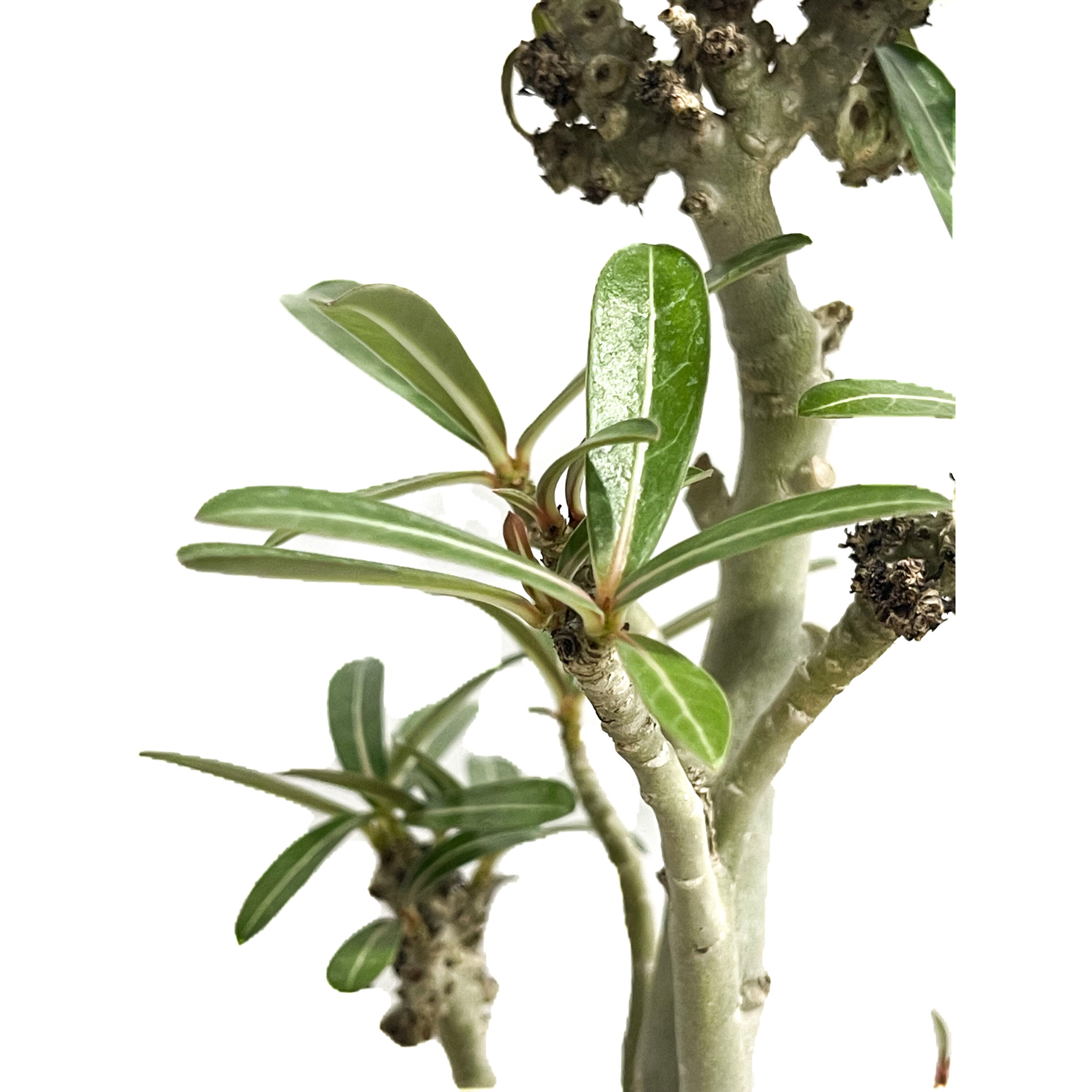 アデニウム 突然変異種 選抜個体「Adenium mutant」18C-4 | SHOUCH