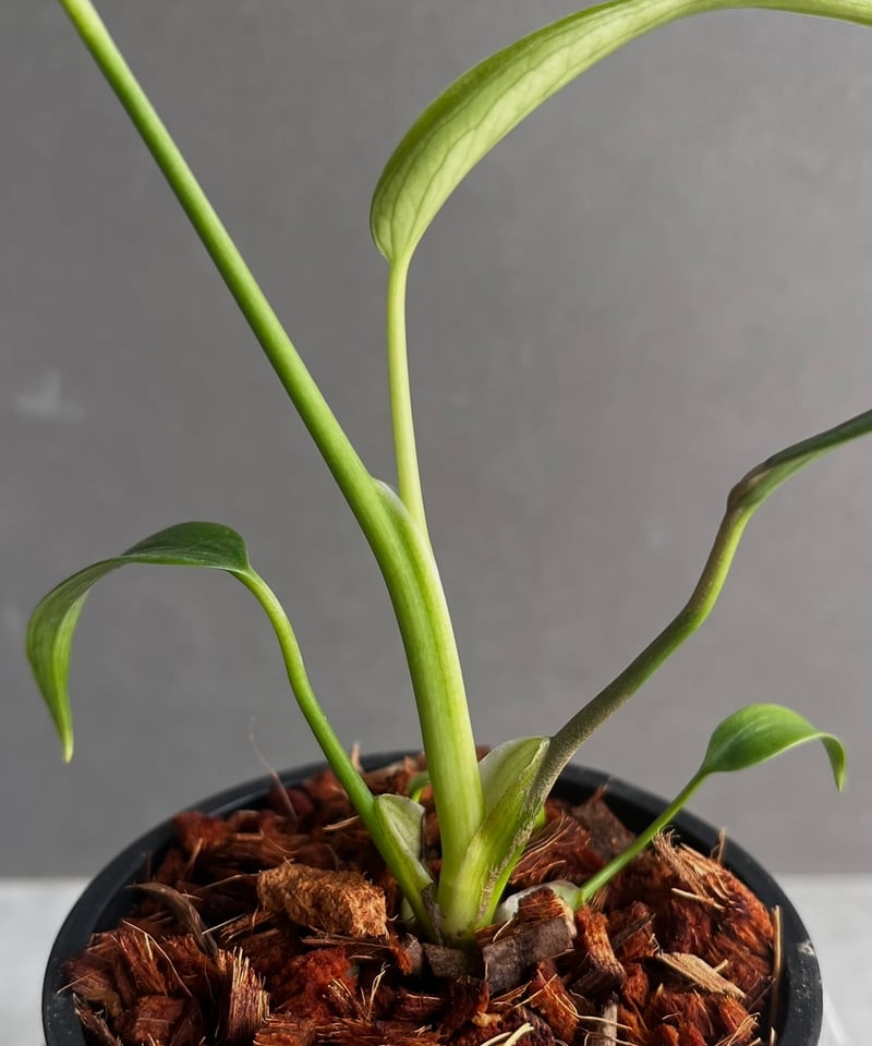 モンステラ バールマルクスフレーム 「Monstera burle marx's flame」