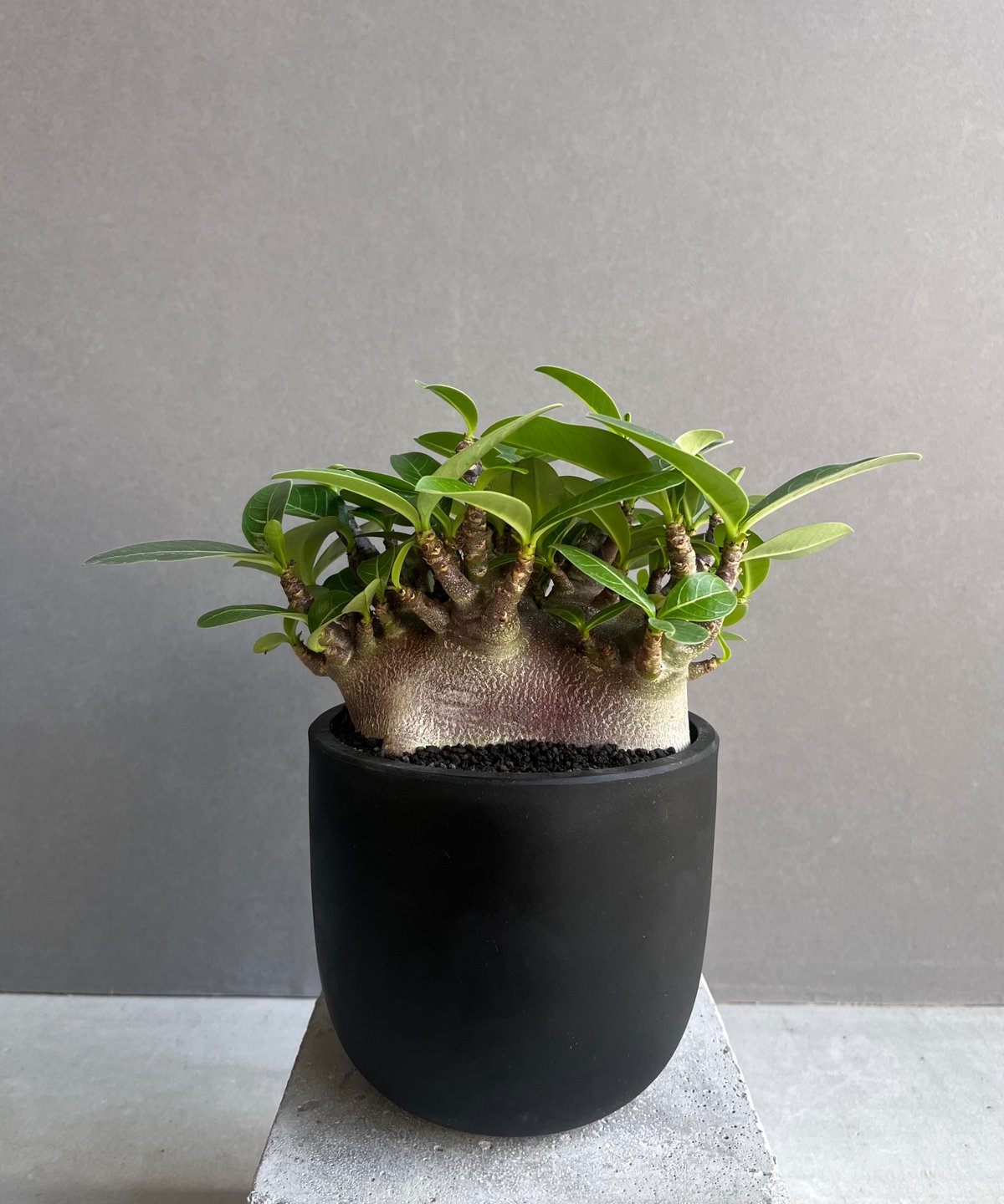 アデニウム アラビカム スーパー ドワーフ “ブラック” 「Adenium