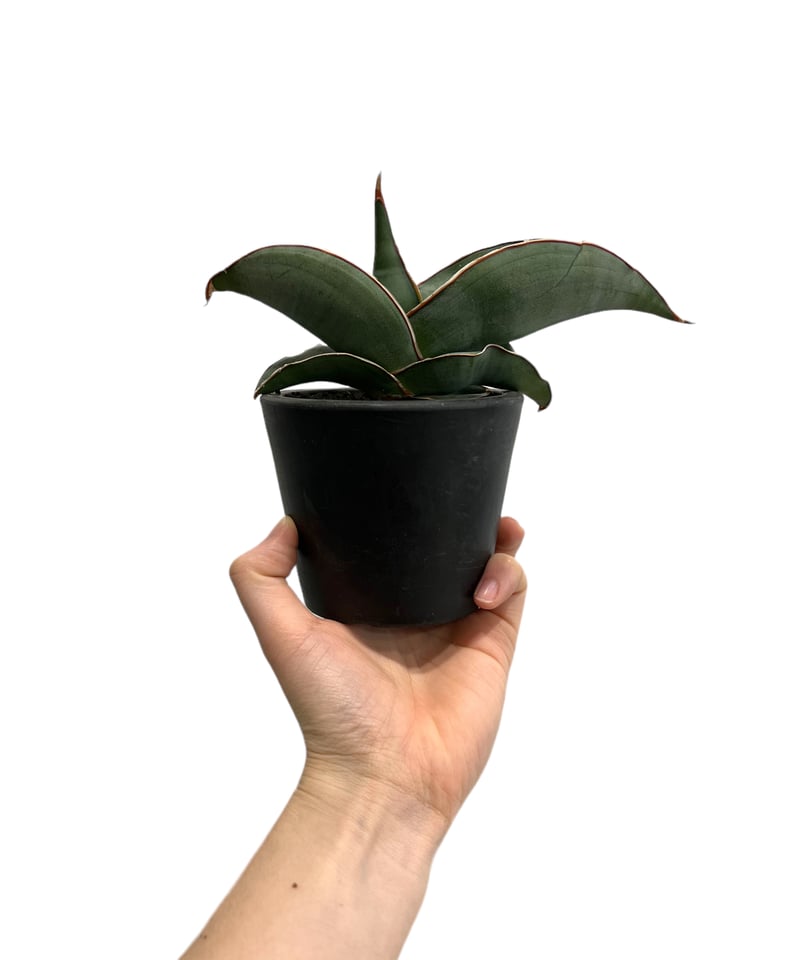 サンセベリア エーレンベルギー バナナ 「Sansevieria ehrenbergii Ba