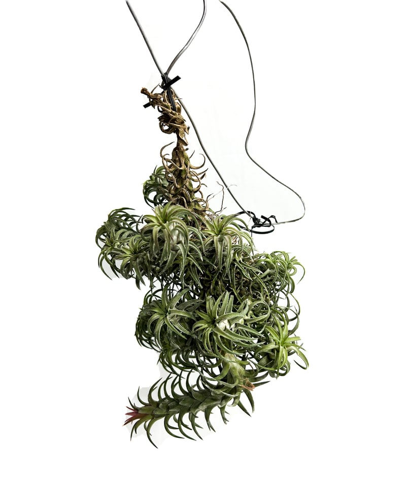 フィンランド　SANKA ヤマギワ　ダイニング フィンランド SANKA ヤマギワ ダイニング - メルカリ