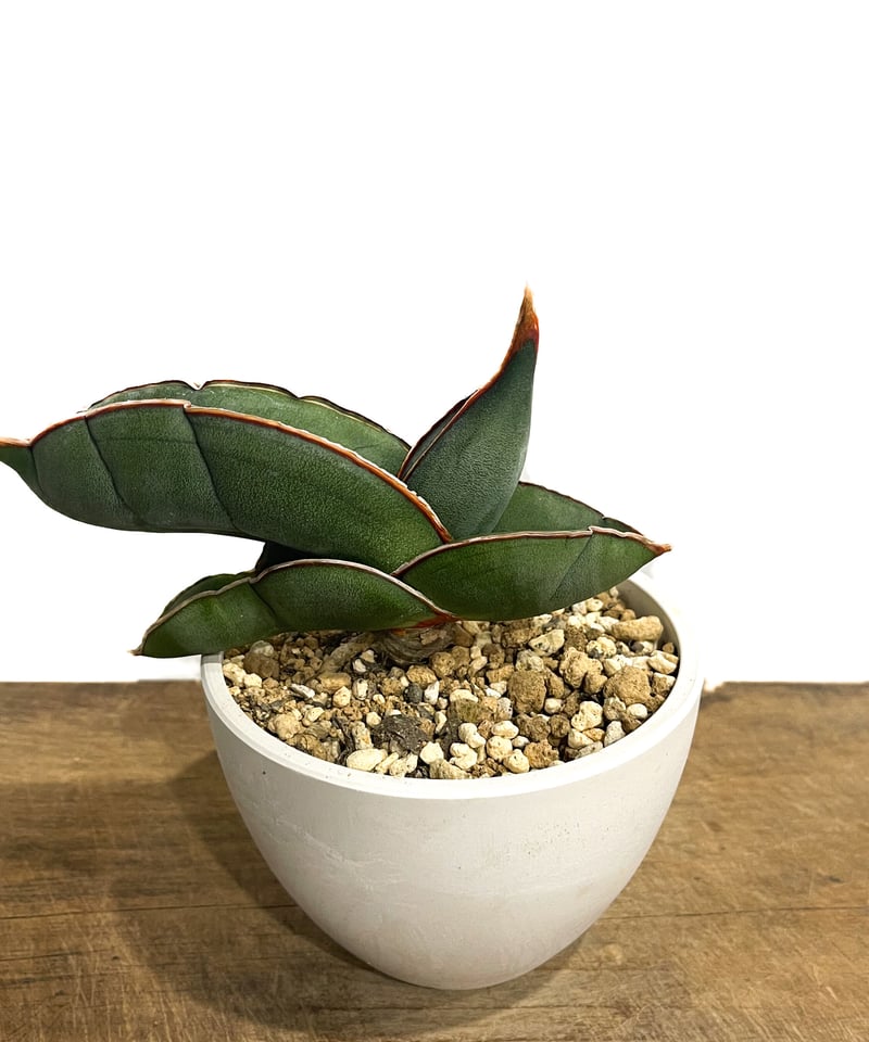 （セール）開催中 人気ブランドも続々プライス サンセベリア 「Sansevieria バナナ エーレンベルギー サンスベリア