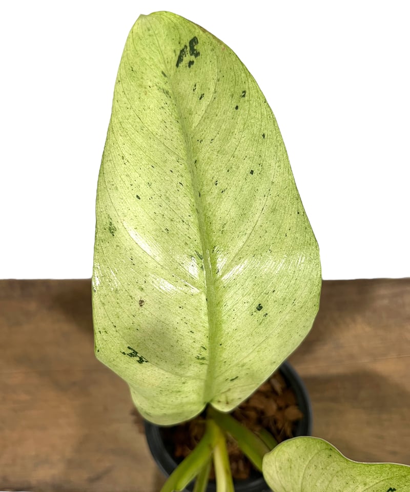 観葉植物 希少  【フィロデンドロン  ホイップル ウェイ ミント バリエガタ】 観葉植物 希少 【フィロデンドロン ホイップル ウェイ ミント