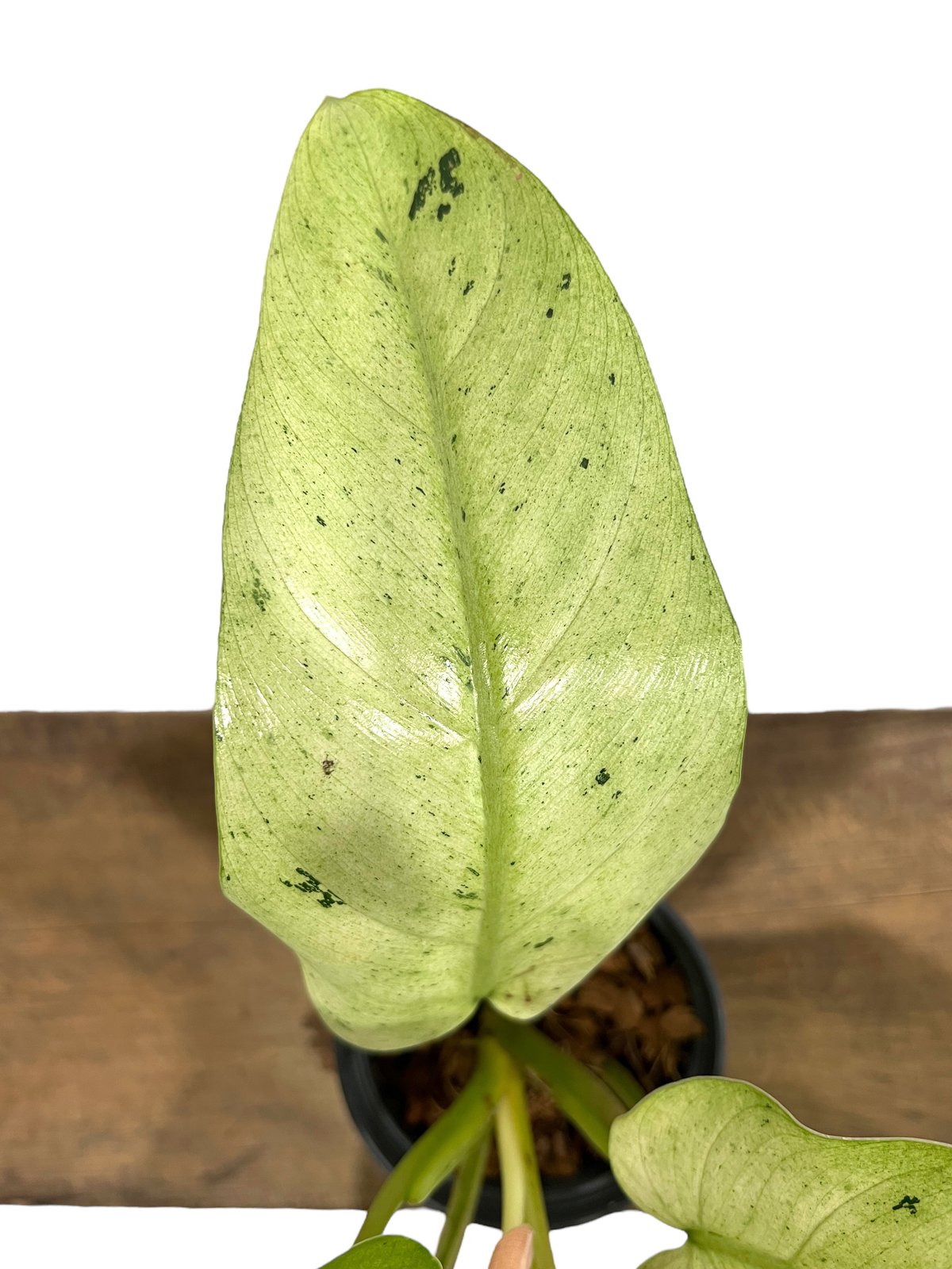 フィロデンドロン ホイップル ウェイ 「Philodendron whipple フィロデンドロン ホイップル ウェイ 「Philodendron whipple
