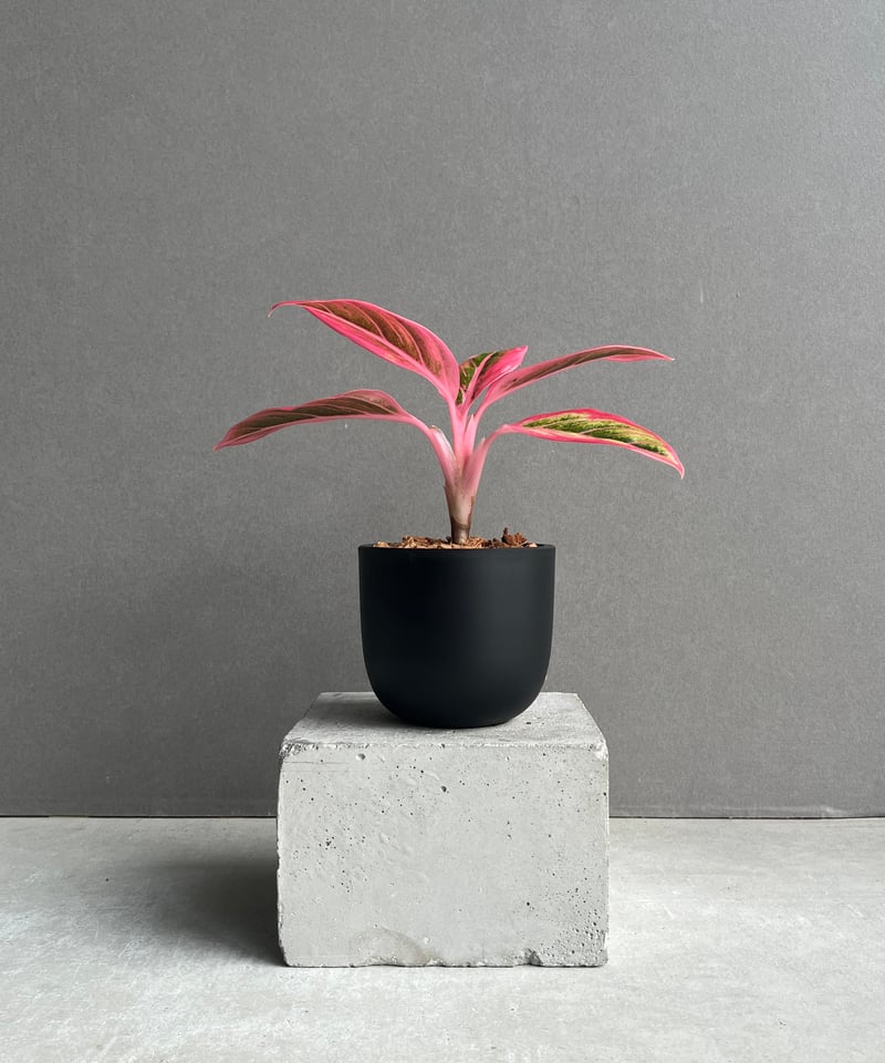 アグラオネマ ロータス デライト 「Aglaonema Lotus Delight」96N |