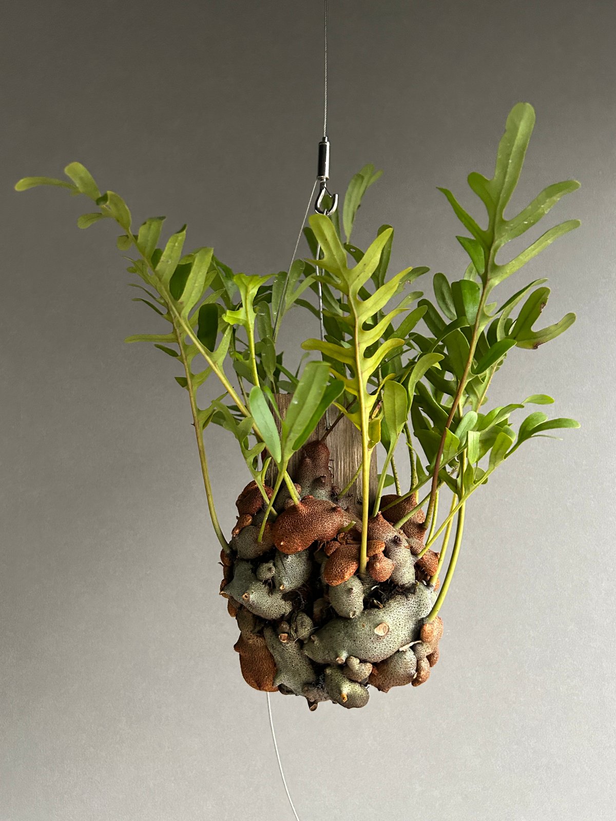 レカノプテリス クルスタセア「Lecanopteris crustacea」60J | SHO