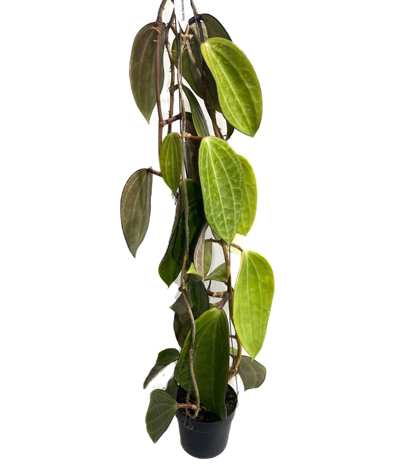 ホヤ クランデスティナ イエロー「Hoya clandestina Yellow」7/18-1