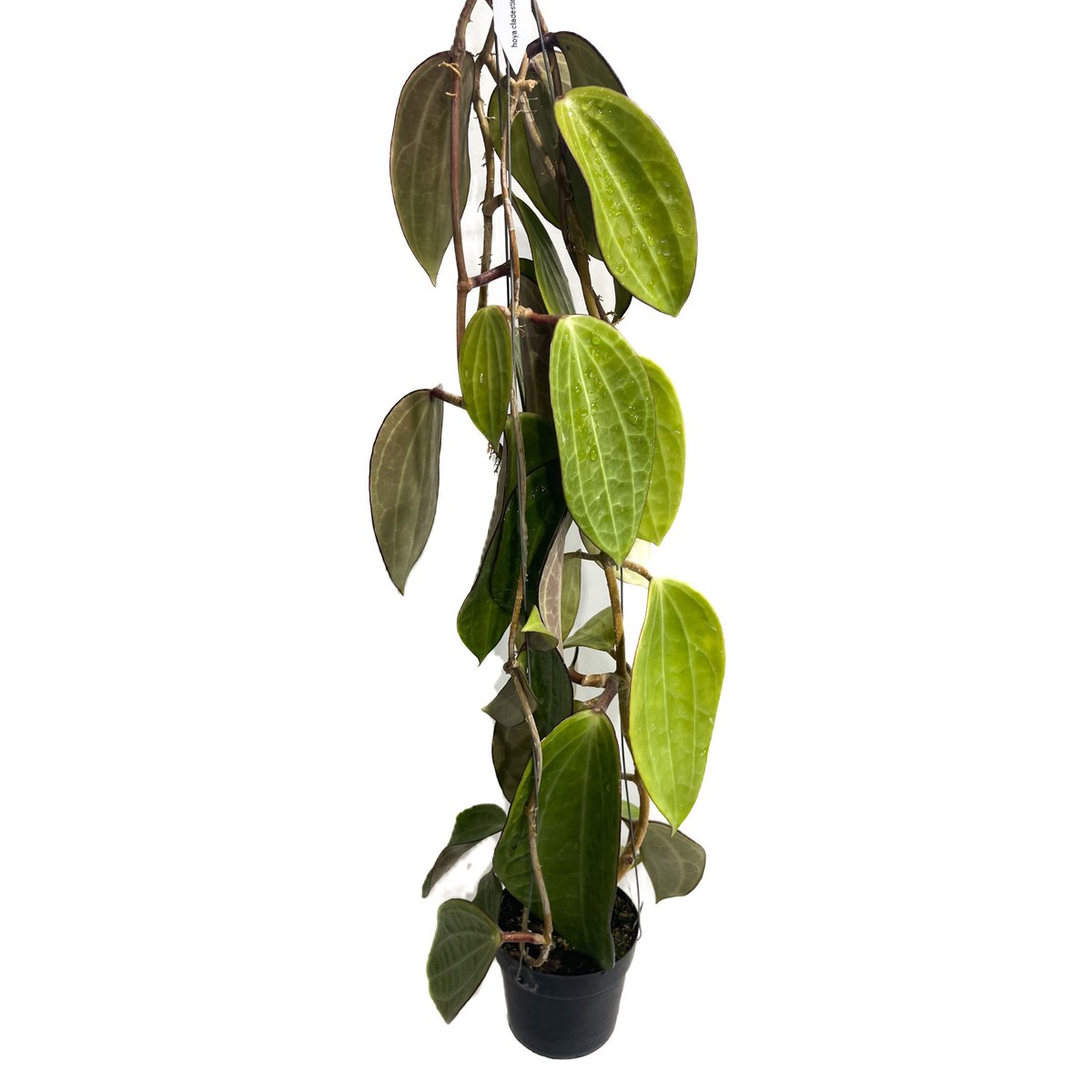 ホヤ クランデスティナ イエロー「Hoya clandestina Yellow」7/18-1