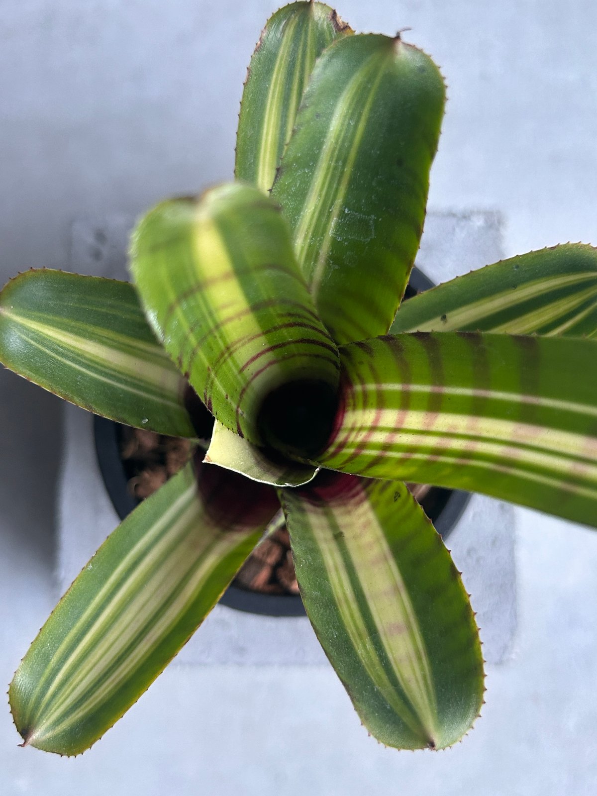ネオレゲリア ブラッシング ゼブラ「Neoregelia Blushing Zebra