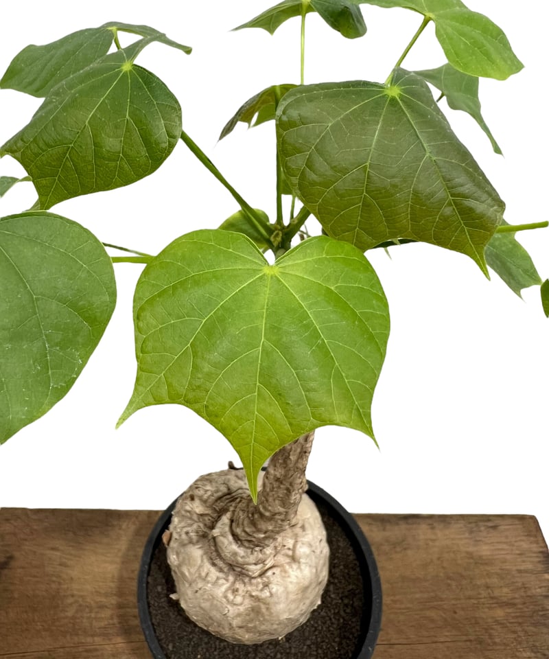 フィルミアナ コロラータ 「Firmiana colorata」81L | SHOUCHIKUEN