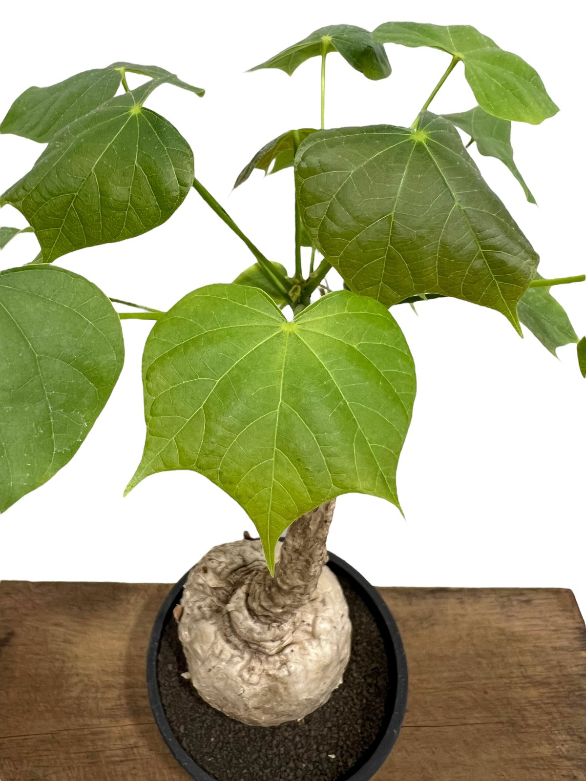 フィルミアナ コロラータ 「Firmiana colorata」81L | SHOUCHIKUEN