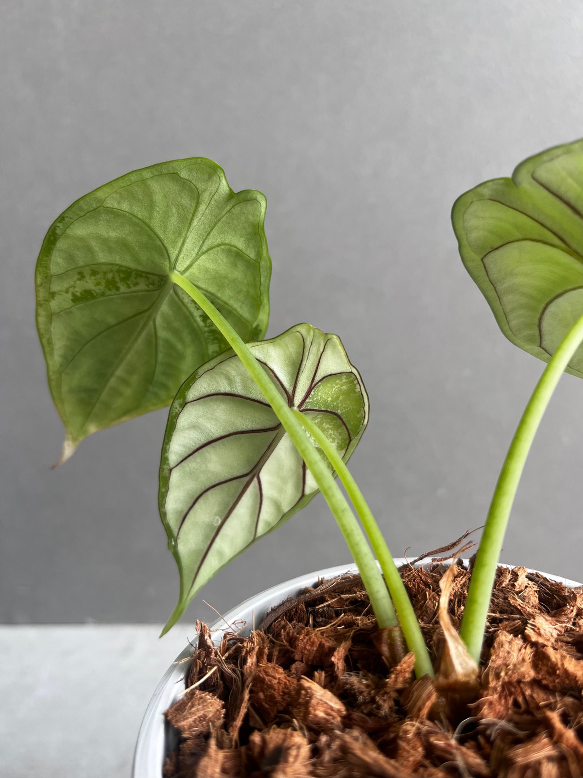 Alocasia dragon scale / アロカシア ドラゴンスケール② Alocasia dragon scale / アロカシア ドラゴンスケール② 斑入り