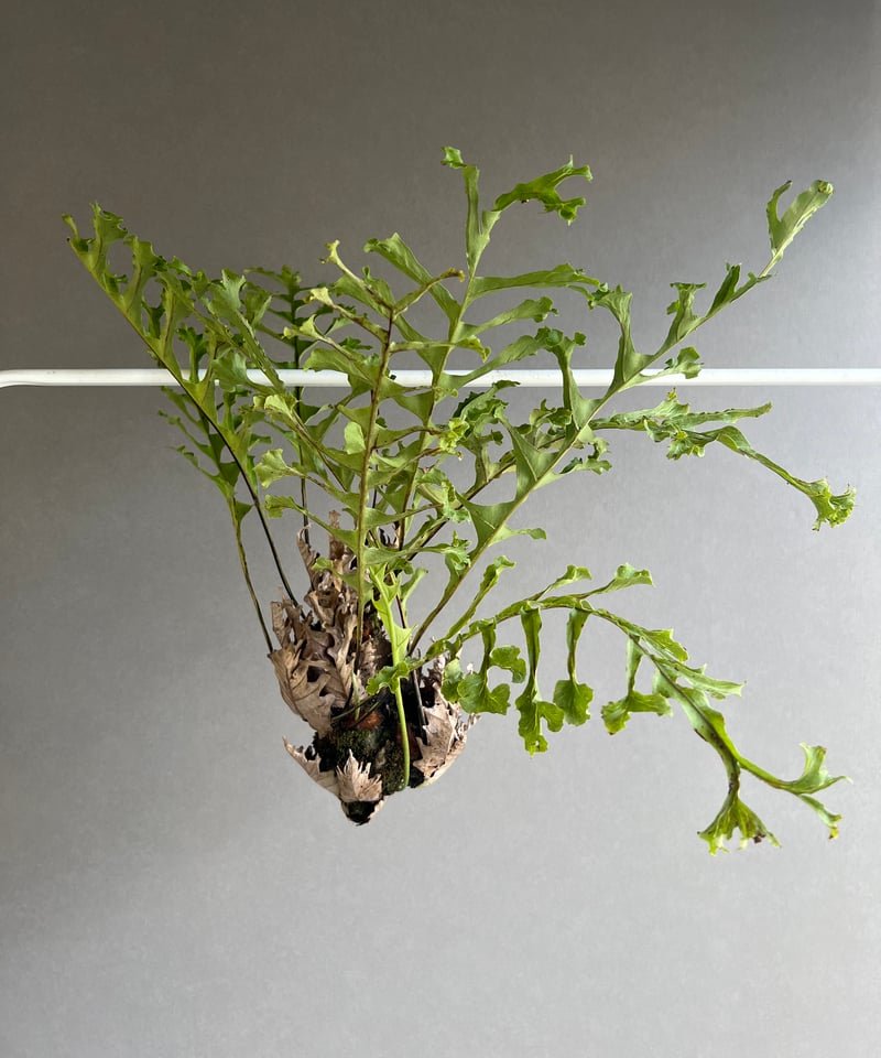 ドリナリア クエルシフォリア '変異種' 「Drynaria quercifolia ドリナリア クエルシフォリア '変異種' 「Drynaria quercifolia