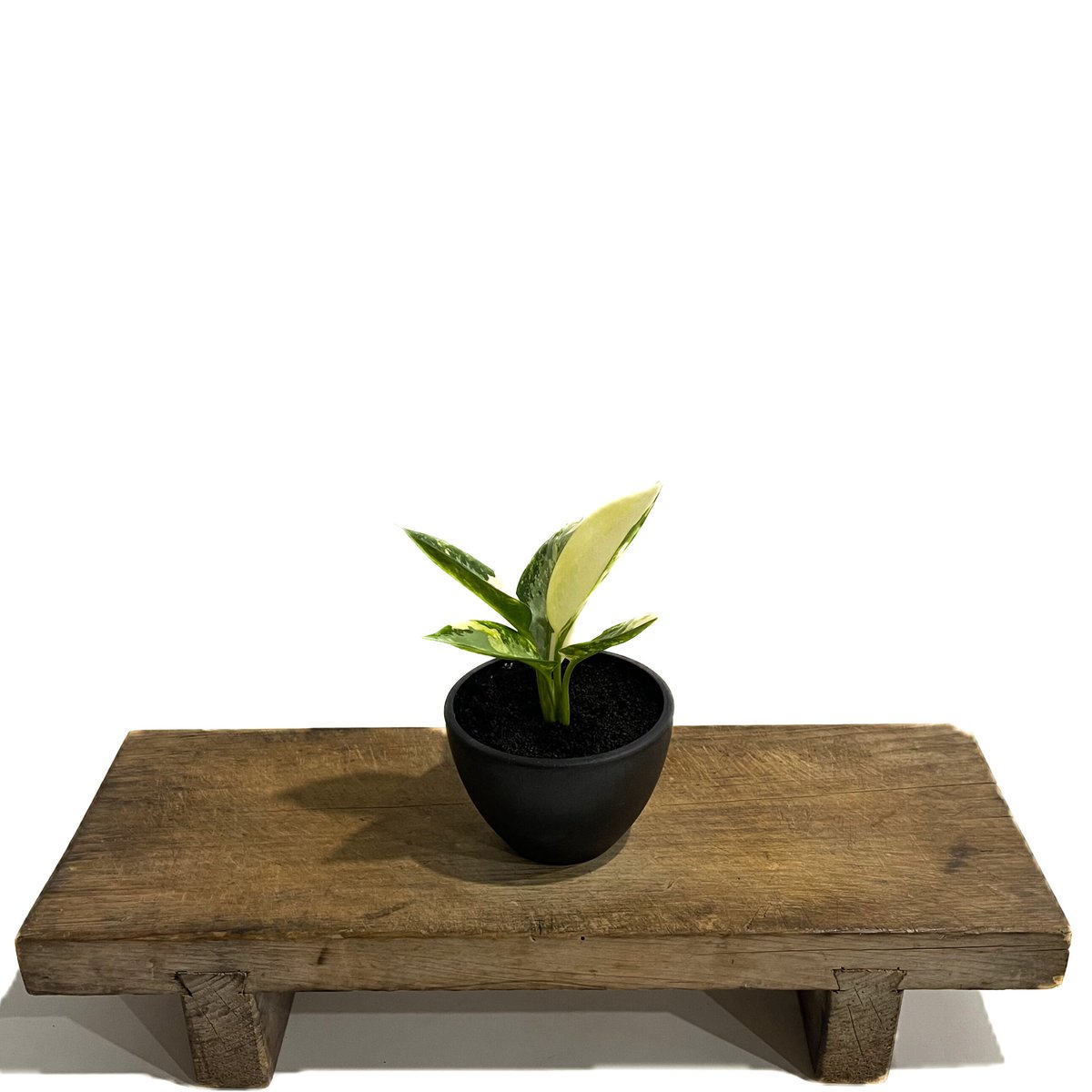 アグラオネマ スワンナプーム「Aglaonema Suvarnabhumi」9/11-16D-