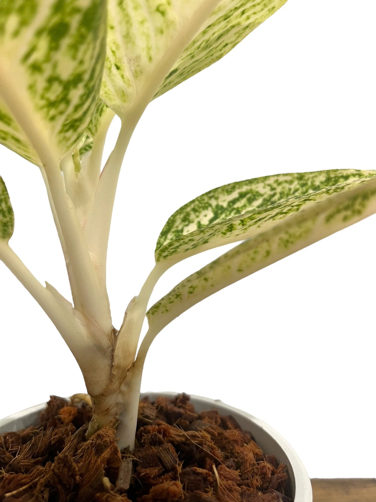 アグラオネマ ホワイト レガシー 「Aglaonema White Legacy」79L |