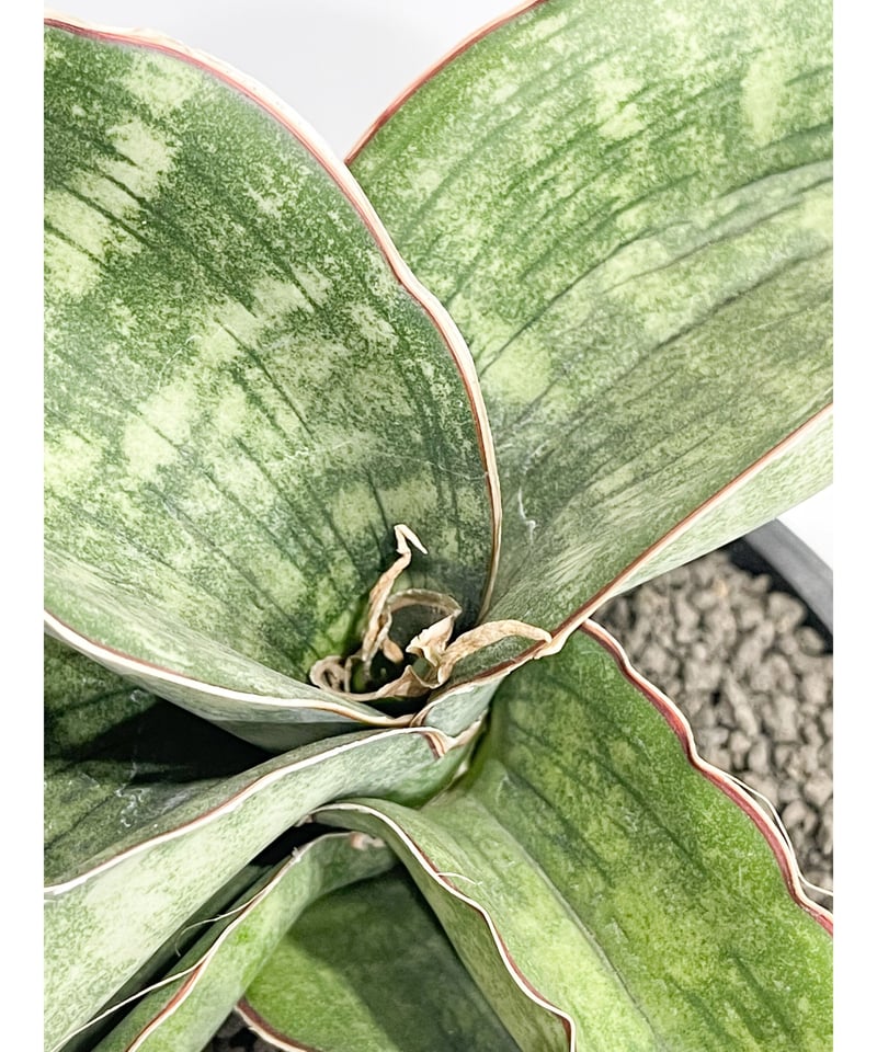 サンセベリア ドラゴン ウィング「Sansevieria dragon wing」10