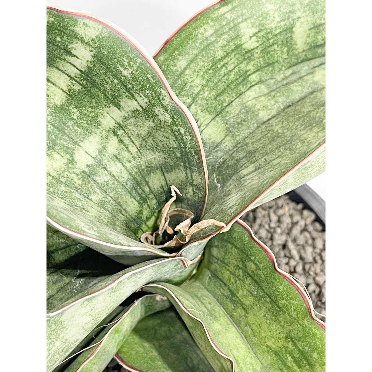 サンスベリア Sansevieria Dragon Blue v China Sansevieria Dragon Blue Price - Buy & Wholesale Bulk