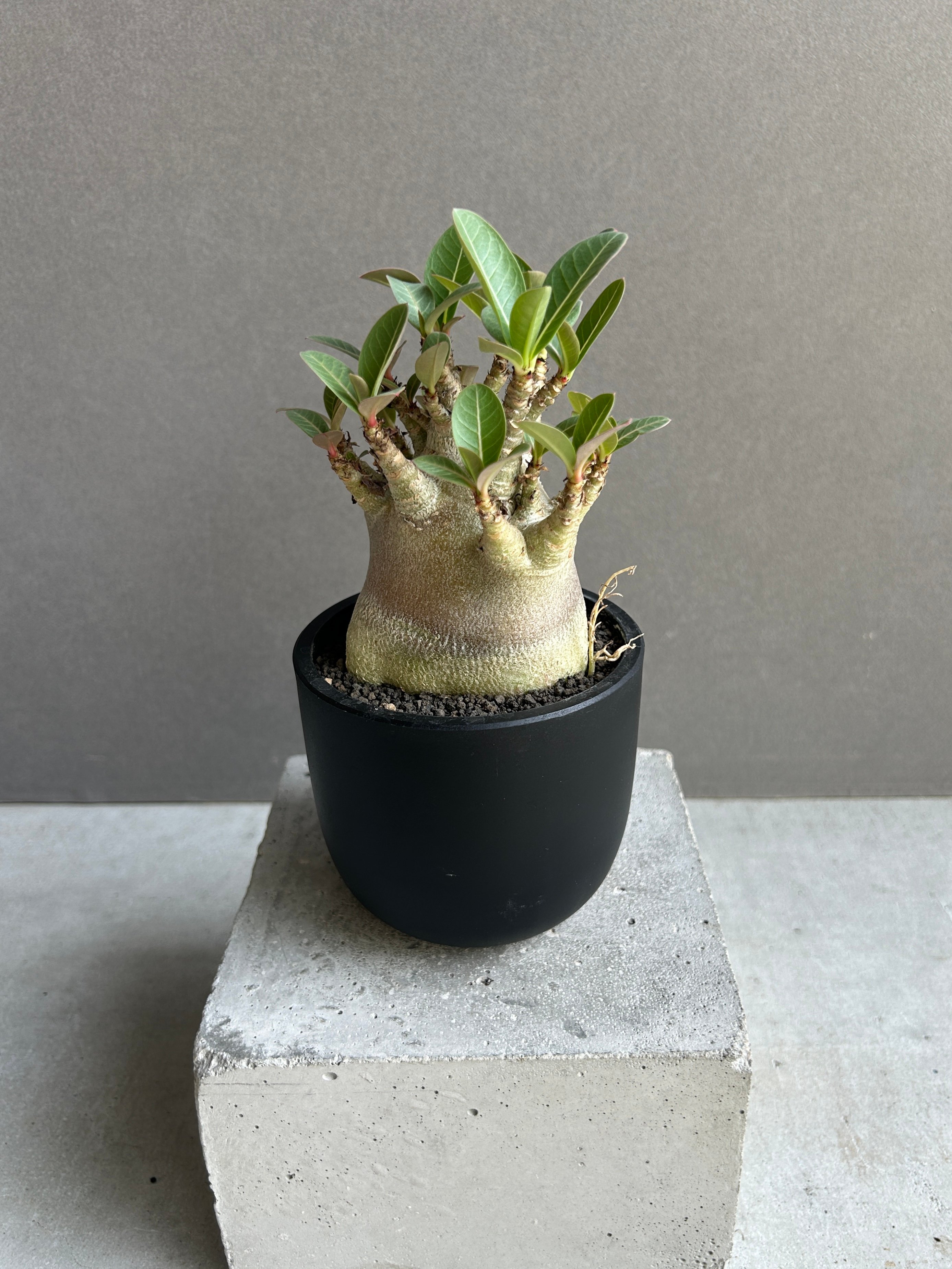 アデニウム アラビカム スーパー ドワーフ “ブラック” 「Adenium