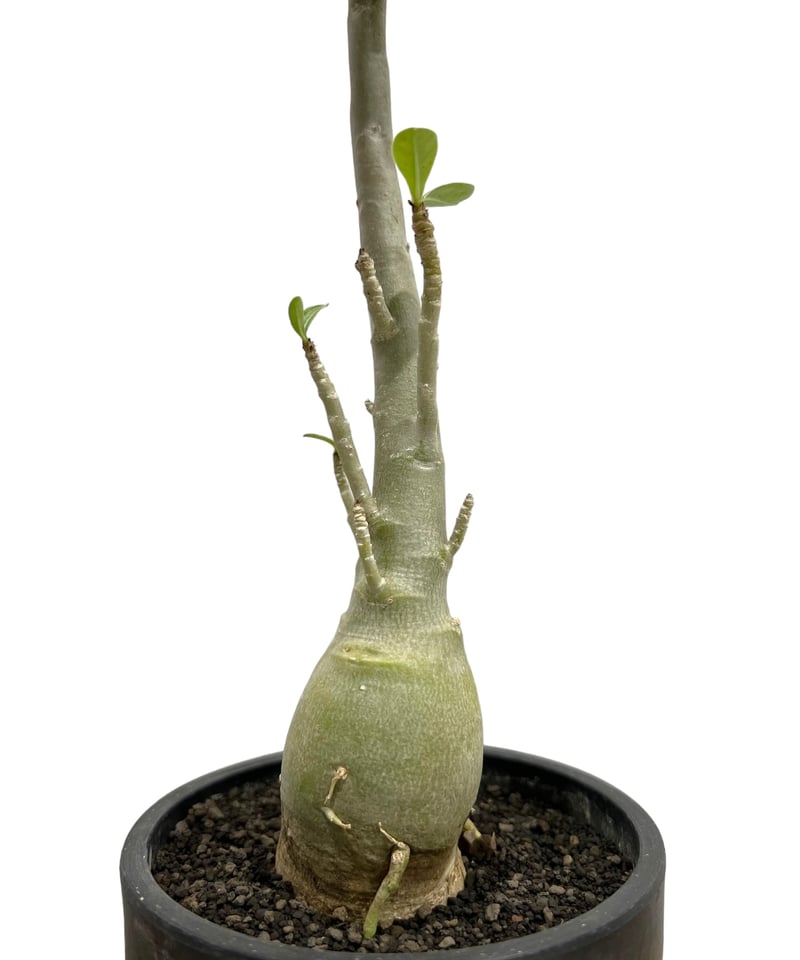 アデニウム 突然変異種 選抜個体 「Adenium mutation Select アデニウム 突然変異種 選抜個体 「Adenium mutation Select