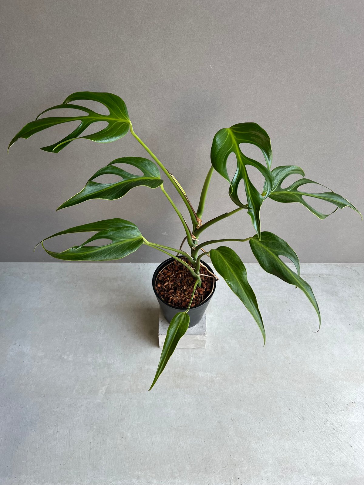 モンステラ　バールマルクスフレーム モンステラ バールマルクスフレーム 「Monstera burle marx's