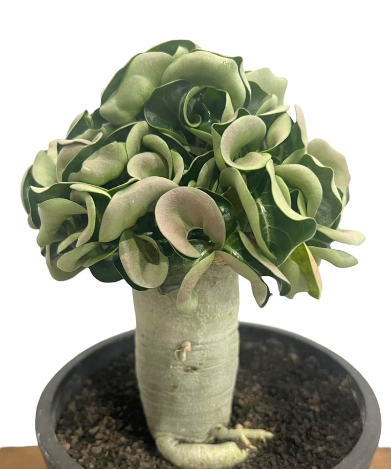 EMP アデニウム メデューサ D.H.A 獅子葉 / AD169 アデニウム メデューサD.H.A (獅子葉) “選抜個体” 「Adenium Medusa D