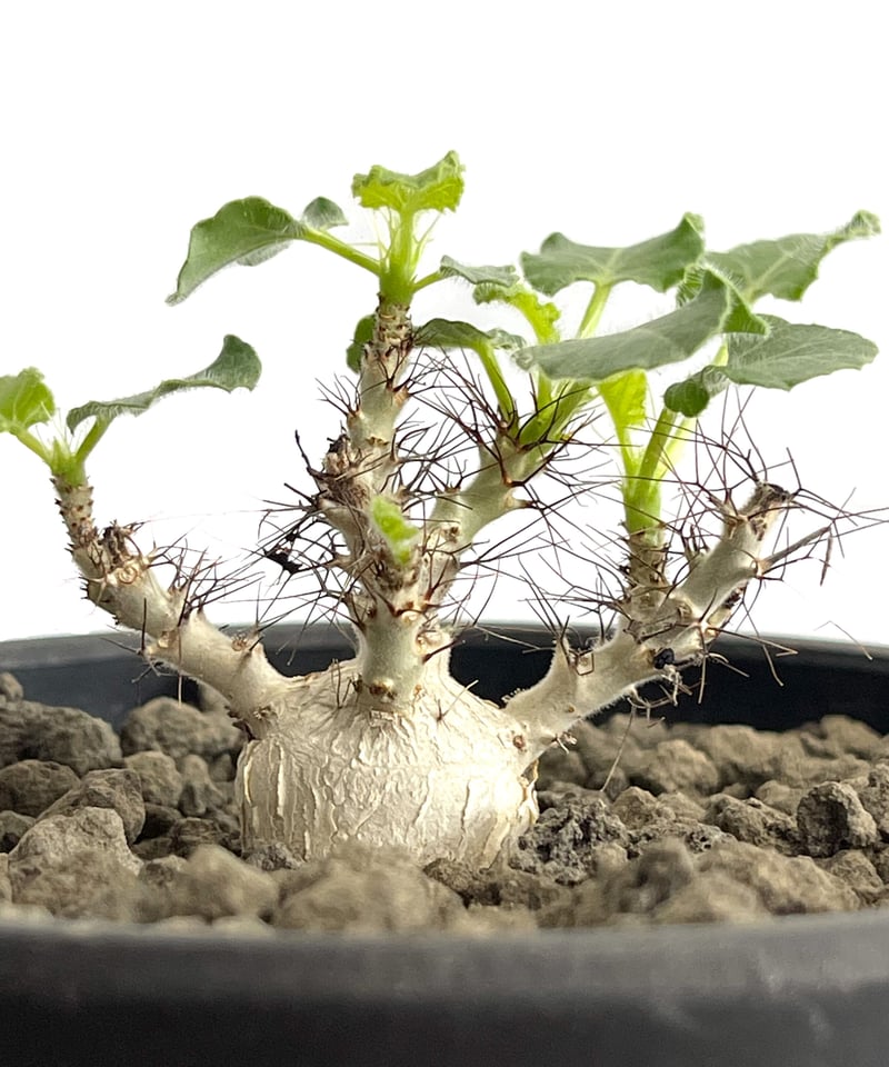 ヤトロファ マルギナータ 「 jatropha marginata」7/5 | SHOUCH