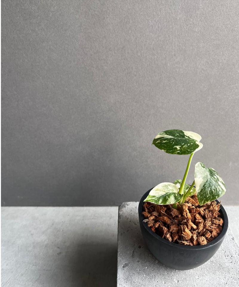 モンステラ タイ コンステレーション クリーム ブリュレ 「Monstera