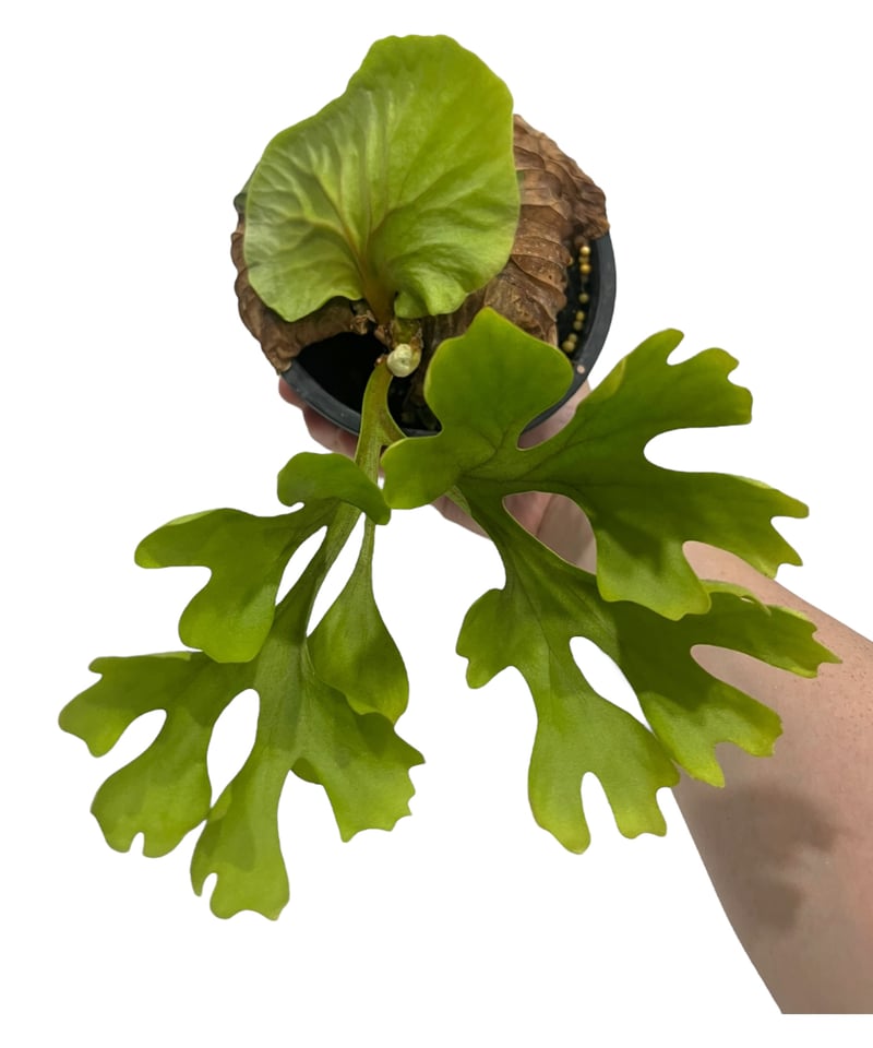 ビカクシダ リドレイ(by ヌクル) 「Platycerium ridleyi (by Nuk